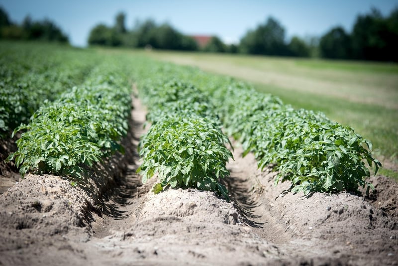Enchanted Crops